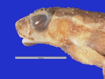 Media type: image; Herpetology A-3124